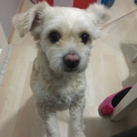 Maltese, Köpek  Lolita fotoğrafı