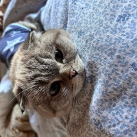 Scottish Fold, Kedi  Leia fotoğrafı