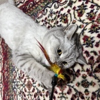 British Shorthair, Kedi  Nymeria fotoğrafı