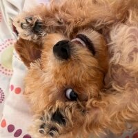 Maltese, Köpek  Luca fotoğrafı