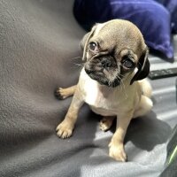 Pug, Köpek  Neriman fotoğrafı