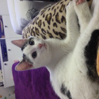 Tekir Kedi, Kedi  paşa fotoğrafı