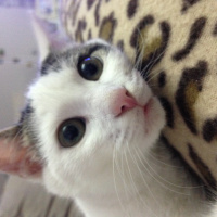 Tekir Kedi, Kedi  paşa fotoğrafı