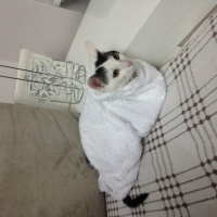 Tekir Kedi, Kedi  paşa fotoğrafı