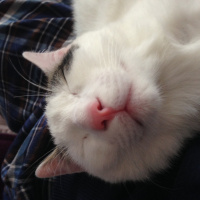 Tekir Kedi, Kedi  paşa fotoğrafı
