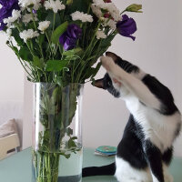 Tuxedo (Smokin) Kedi, Kedi  Oreo fotoğrafı