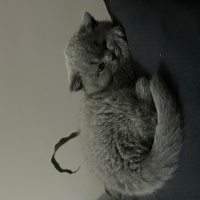 British Shorthair, Kedi  Mia fotoğrafı