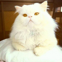 İran Kedisi (Persian), Kedi  Momo fotoğrafı