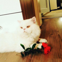 İran Kedisi (Persian), Kedi  Momo fotoğrafı
