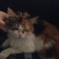 Tekir Kedi, Kedi  Nikita fotoğrafı