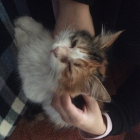 Tekir Kedi, Kedi  Nikita fotoğrafı