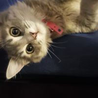 Sibirya Kedisi, Kedi  Phoebe fotoğrafı