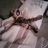 Tekir Kedi, Kedi  matilda fotoğrafı
