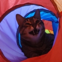 Tekir Kedi, Kedi  matilda fotoğrafı