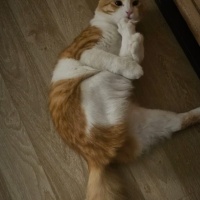 Sarman, Kedi  sherlock fotoğrafı