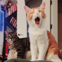 Sarman, Kedi  sherlock fotoğrafı