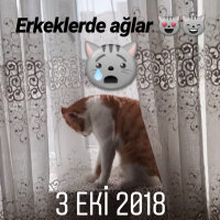 Sarman, Kedi  Susam fotoğrafı