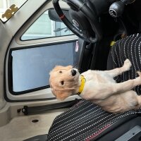 Golden Retriever, Köpek  Thor fotoğrafı