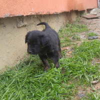 Sokö (Sokak Köpeği), Köpek  Adı yok fotoğrafı