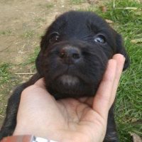 Sokö (Sokak Köpeği), Köpek  Adı yok fotoğrafı