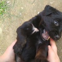 Sokö (Sokak Köpeği), Köpek  Adı yok fotoğrafı