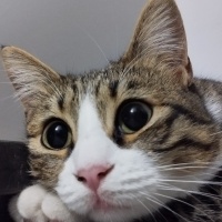 Tekir Kedi, Kedi  Boncuk fotoğrafı