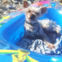 Yorkshire Terrier, Köpek  Çakıl fotoğrafı