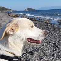 Golden Retriever, Köpek  misha fotoğrafı