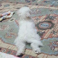 Maltese, Köpek  Mişa fotoğrafı