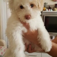 Maltese, Köpek  Mişa fotoğrafı