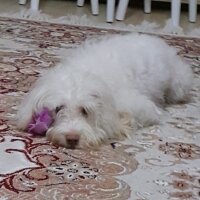 Maltese, Köpek  Mişa fotoğrafı