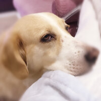 Golden Retriever, Köpek  şila fotoğrafı