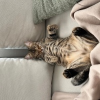 Tekir Kedi, Kedi  Çiroz fotoğrafı
