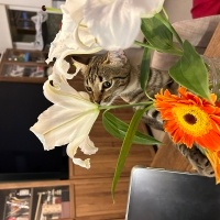 Tekir Kedi, Kedi  Çiroz fotoğrafı