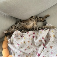 Tekir Kedi, Kedi  Çiroz fotoğrafı