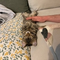 Tekir Kedi, Kedi  Çiroz fotoğrafı