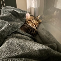 Tekir Kedi, Kedi  Çiroz fotoğrafı