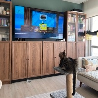 Tekir Kedi, Kedi  Çiroz fotoğrafı