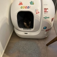 Tekir Kedi, Kedi  Çiroz fotoğrafı