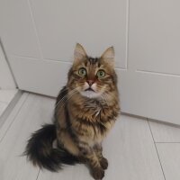 Tekir Kedi, Kedi  Tusi fotoğrafı