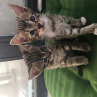 Tekir Kedi, Kedi  İncir fotoğrafı
