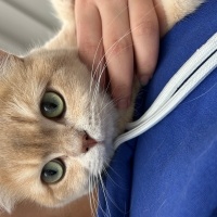 British Shorthair, Kedi  Balyanak fotoğrafı