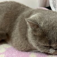 British Shorthair, Kedi  Tofu fotoğrafı