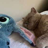 British Shorthair, Kedi  Tofu fotoğrafı