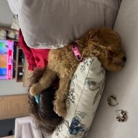 Poodle (Minyatür Kaniş), Köpek  Zıpır fotoğrafı