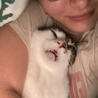 Tekir Kedi, Kedi  Poki fotoğrafı