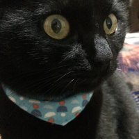 Bombay, Kedi  Lola fotoğrafı