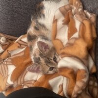 Tekir Kedi, Kedi  Şila fotoğrafı