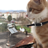 Tekir Kedi, Kedi  Patik fotoğrafı