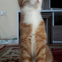 Tekir Kedi, Kedi  Patik fotoğrafı